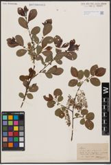 Salix aurita L. x Salix silesiaca Willd.